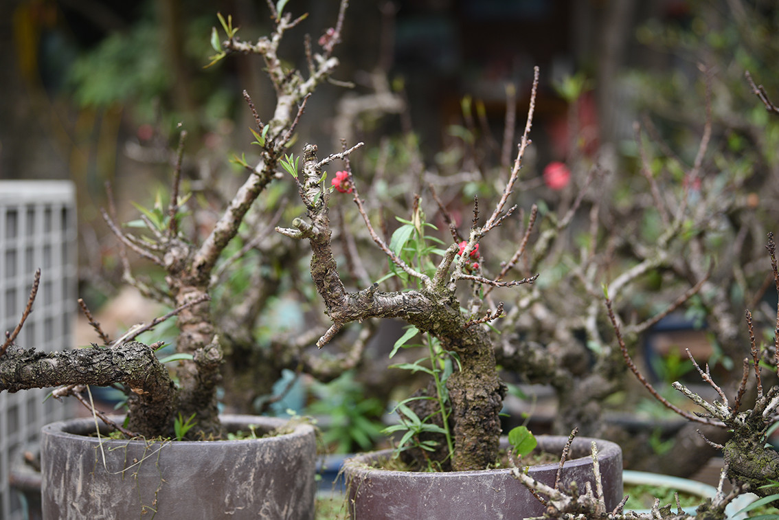 Đào Thất Thốn thường chỉ cao trên dưới 1 mét nhưng có những cây phải trồng tới 3 năm mới ra hoa.