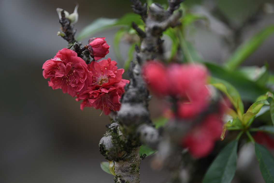 Cành đào "siêu đẹp" khi hoa trổ dày và cành cây xù xì.