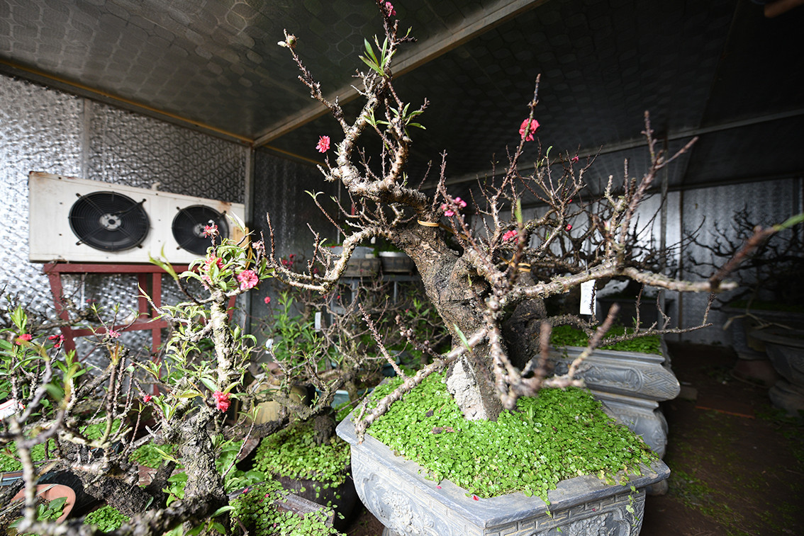 Để đảm bảo đào nở hoa đúng vào dịp Tết Nguyên đán, người trồng đào đã chuyển đào vào trong phòng điều hoà để đảm bảo cho đào có nhiệt độ phù hợp.