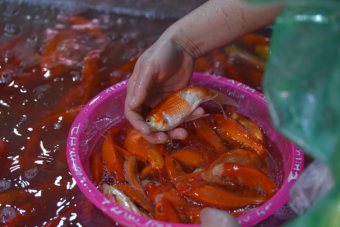 Ông Công, ông Táo là dịp tốt để tiểu thương buôn bán cá chép có thêm thu nhập trước ngày Tết. Tuy nhiên việc không bán được cá khiến tiểu thương có nguy cơ... mất Tết.