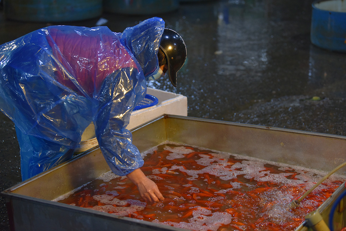 Bác Xuân (nhà ở Tân Mai, Hoàng Mai) cho biết nhà bác ngay sát hồ Đền Lừ nên việc thả cá dễ dàng hơn. Nhưng nhiều người sẽ chọn giải pháp hoá vàng để hạn chế việc đi lại, thả cá.