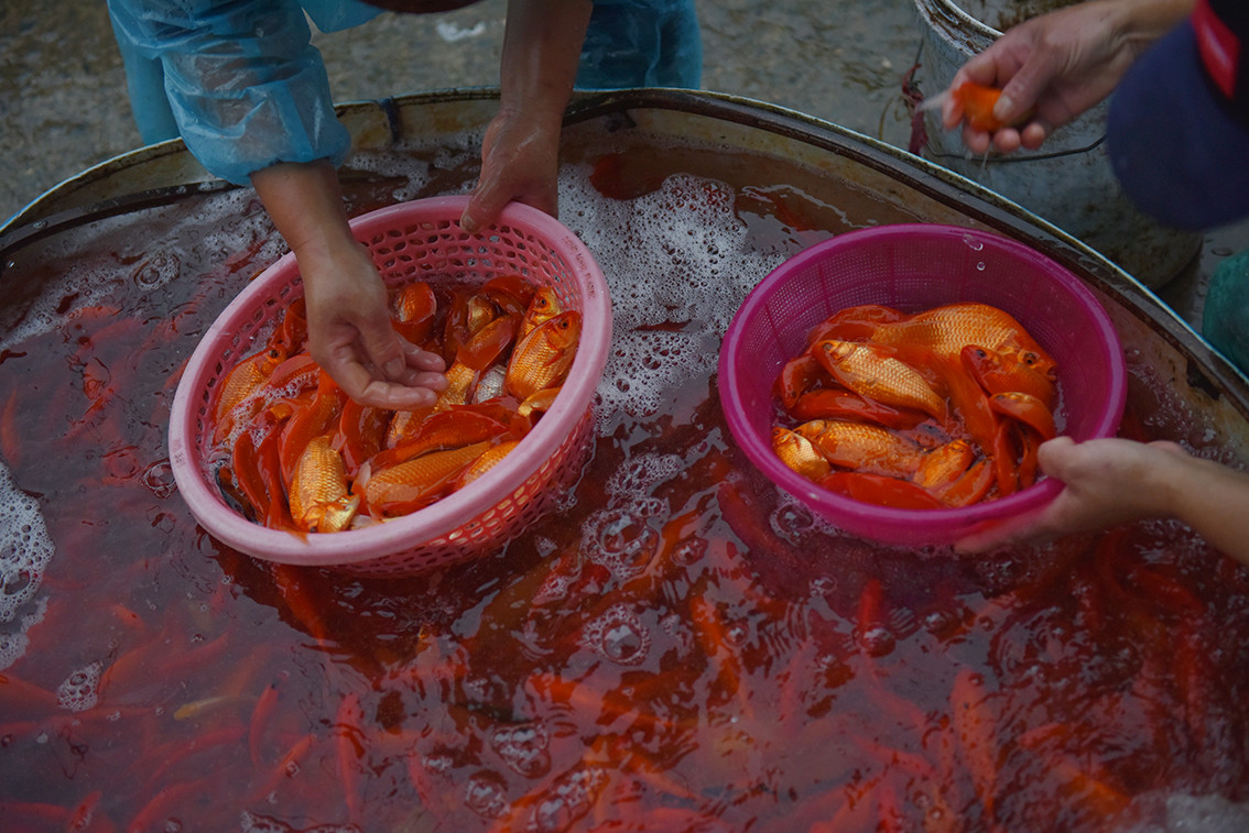 Chị Hoa cho biết thêm, giá cá chép năm nay cũng cao hơn mọi năm do lượng bán ra thấp nên các đầu mối cung cấp tăng giá cá. Việc này khiến người dân không muốn mua cá về cúng.