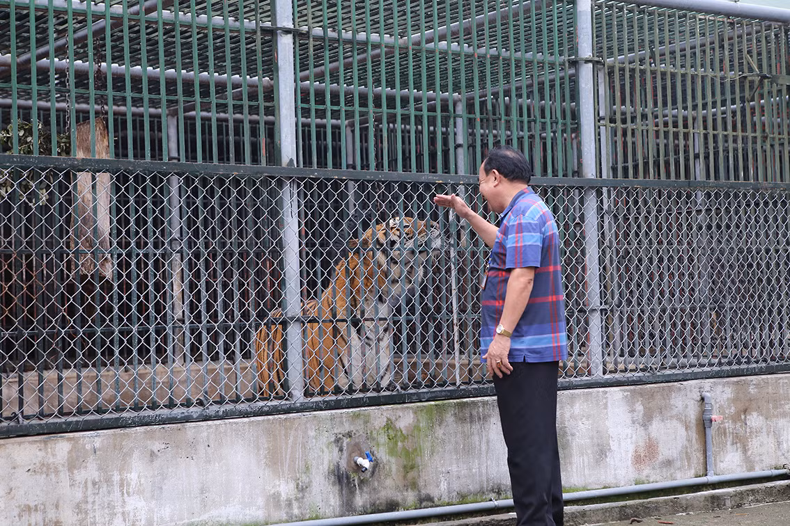Được biết, 3 năm gần đây, trung tâm dành 1.000 m2 đất làm 2 khu bán hoang dã và phúc lợi cho hổ. Những con sau khi ghép đàn thành công được nhốt riêng một chuồng, sau đó thả luân phiên theo ngày và giờ để vận động vui chơi.