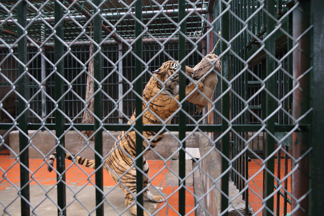 Theo ông Lương Xuân Hồng - Giám đốc Trung tâm, 90% của số hổ này là tang vật các vụ bán buôn bán, nuôi nhốt hổ trái phép.