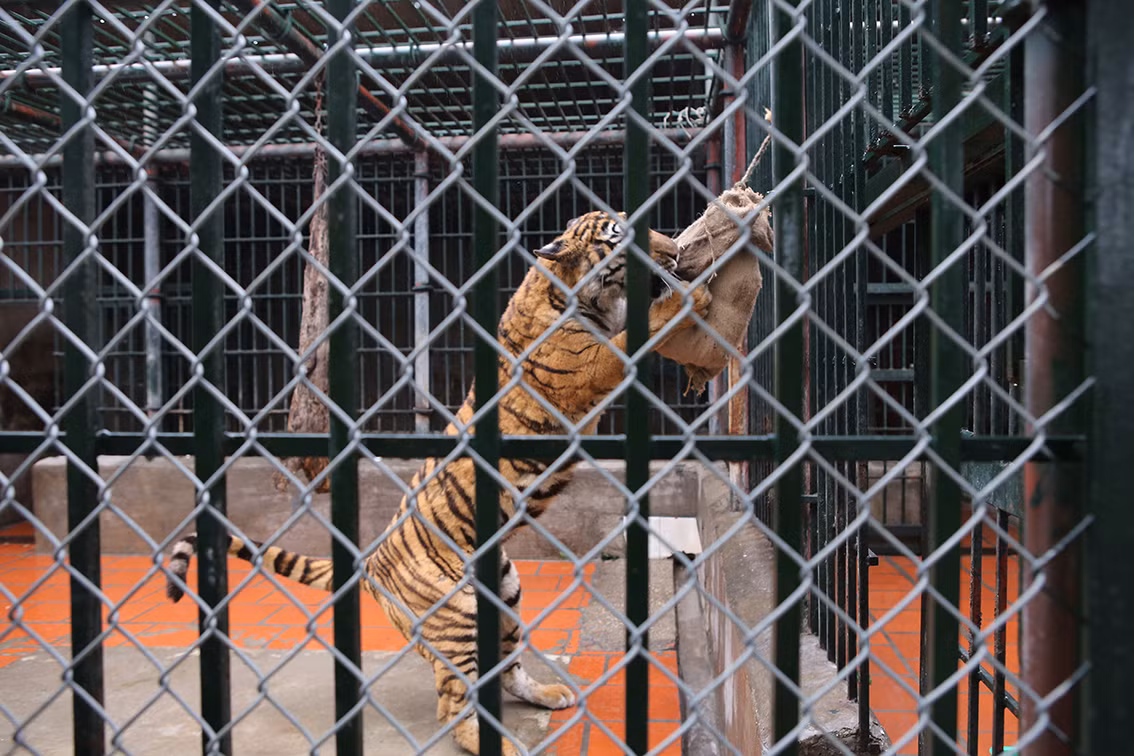 Theo ông Lương Xuân Hồng - Giám đốc Trung tâm, 90% của số hổ này là tang vật các vụ bán buôn bán, nuôi nhốt hổ trái phép.