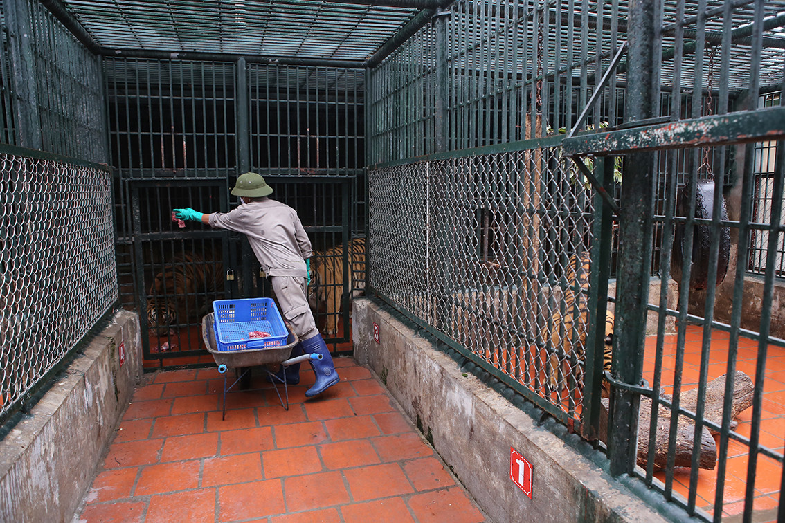 Đàn hổ được phân loại, nuôi trong hệ thống chuồng trong nhà và ngoài trời để đảm bảo không gian vận động của chúng.