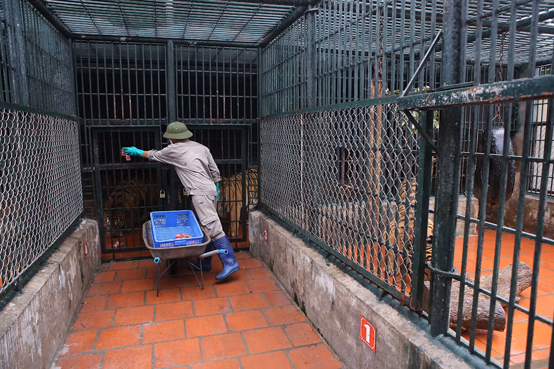 Đàn hổ được phân loại, nuôi trong hệ thống chuồng trong nhà và ngoài trời để đảm bảo không gian vận động của chúng.