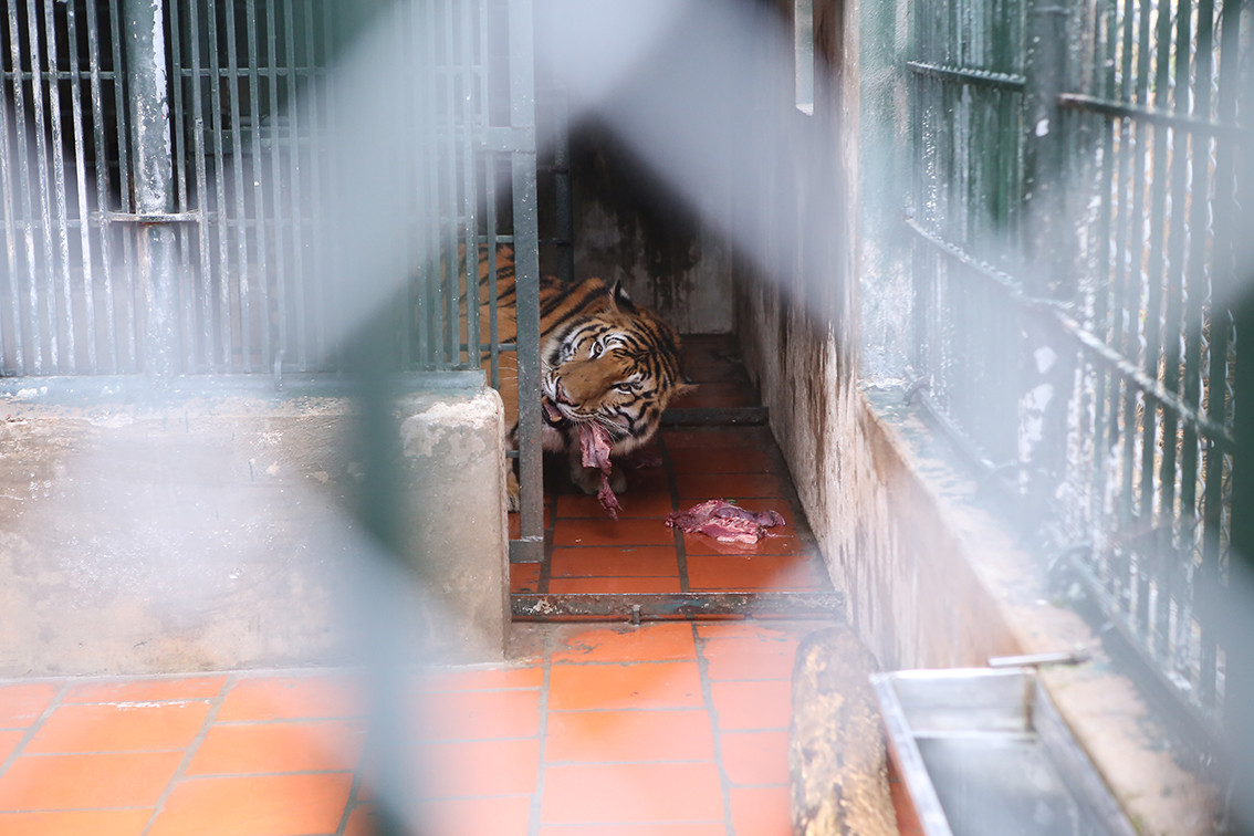 Tiêu chuẩn thực phẩm của hổ tại Trung tâm Cứu hộ động vật hoang dã Hà Nội lên đến 5 kg/ngày. Trong đó bao gồm thịt bò hoặc gà hoặc lợn, xương lợn và gan lợn. Các con hổ được phục vụ 2 bữa ăn mỗi ngày, thường vào 9h sáng và 16h chiều.