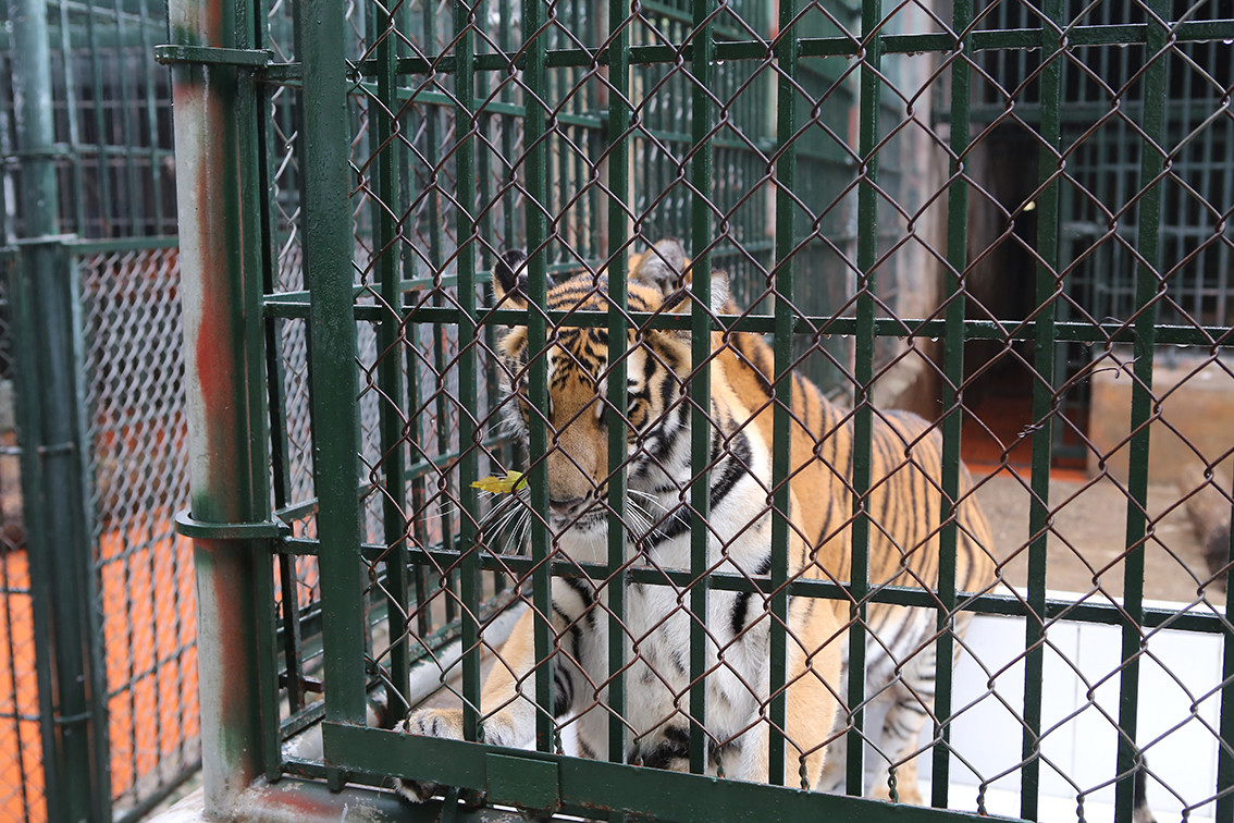 Hiện nay, số hổ đang được chăm nuôi tại đây là 36 cá thể.