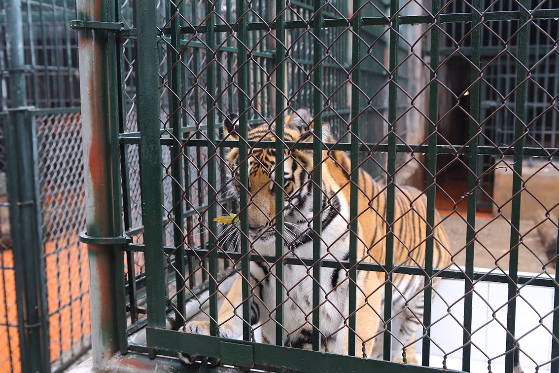 Hiện nay, số hổ đang được chăm nuôi tại đây là 36 cá thể.