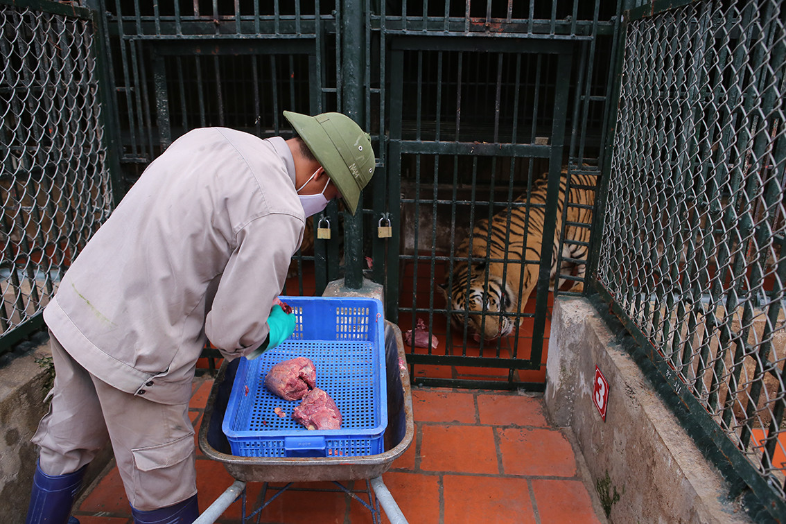 Hổ sau khi đưa về sẽ được khám sàng lọc, theo dõi tập quán, hành động, sau đó ghép chung với những con cùng giới tính, cùng độ tuổi và sở thích. Với những con hổ hung dữ hoặc bị stress do nuôi nhốt lâu ngày, trung tâm sẽ bố trí khu vực nuôi riêng.