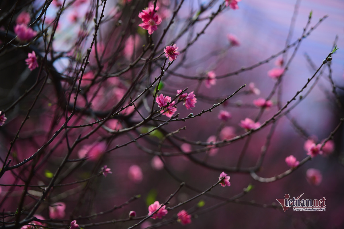 Những cành hoa đào nở bung trước Tết.