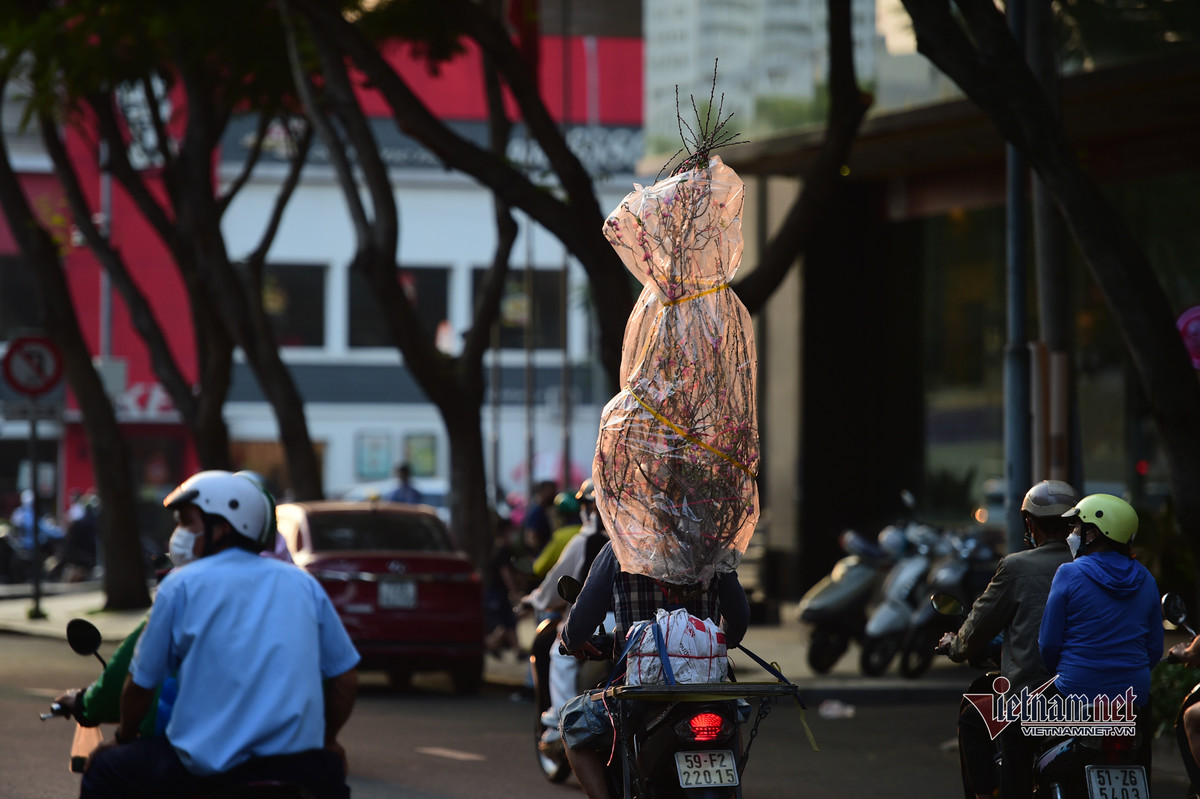 Những gốc đào được vận chuyển giao cho khách.