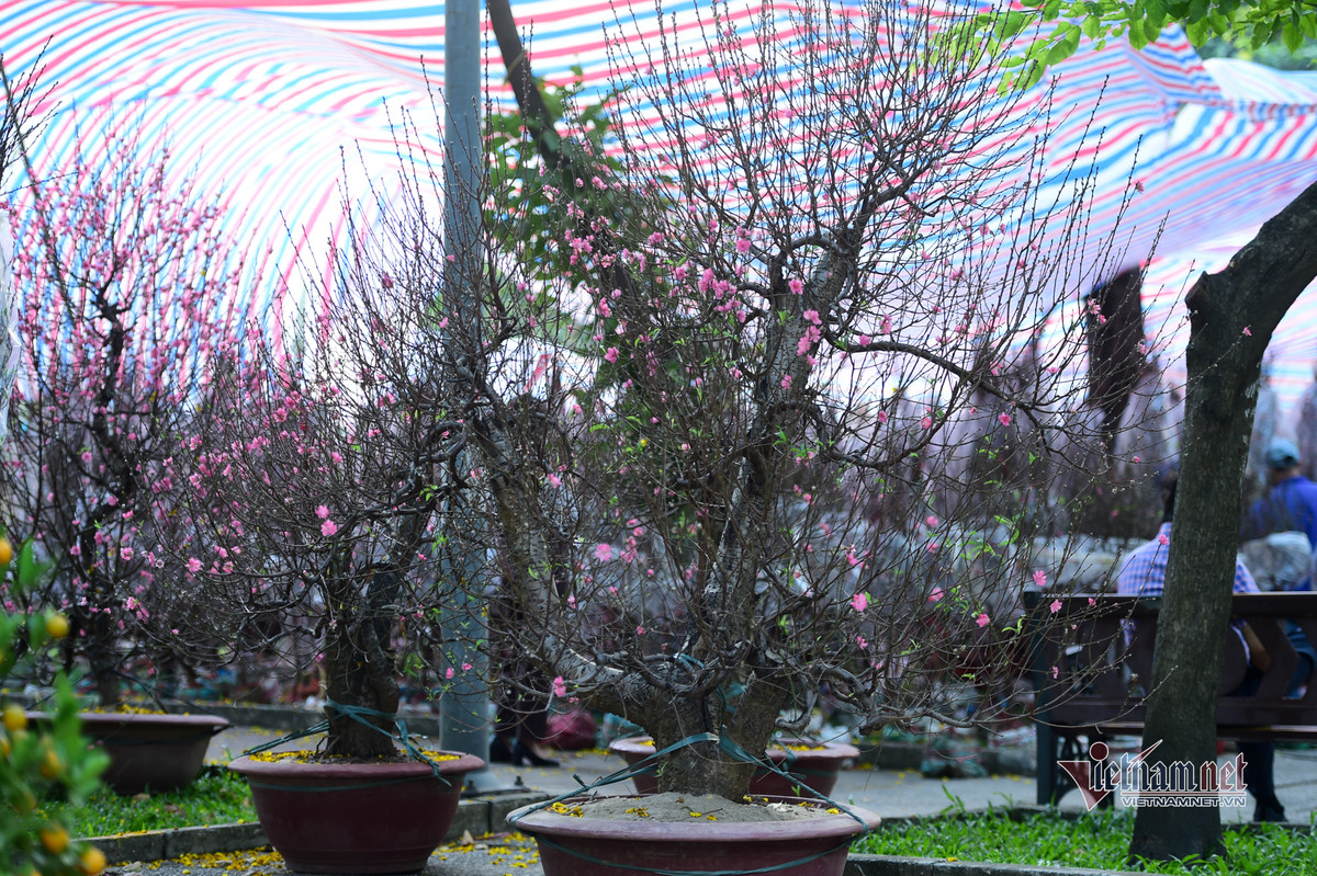 Một số ít cũng có tâm lý chờ cận Tết để chủ vườn giảm giá.