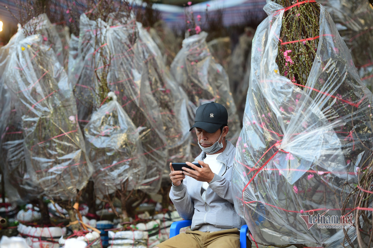 Theo ông Nhật, một thương lái từ Hải Dương cho biết, đào năm nay nở đúng tết, thời tiết thuận lợi nên hoa đẹp. Ông vẫn bán giá bằng năm ngoái, mỗi gốc trên dưới 1 triệu đồng nhưng sức mua vẫn chậm.