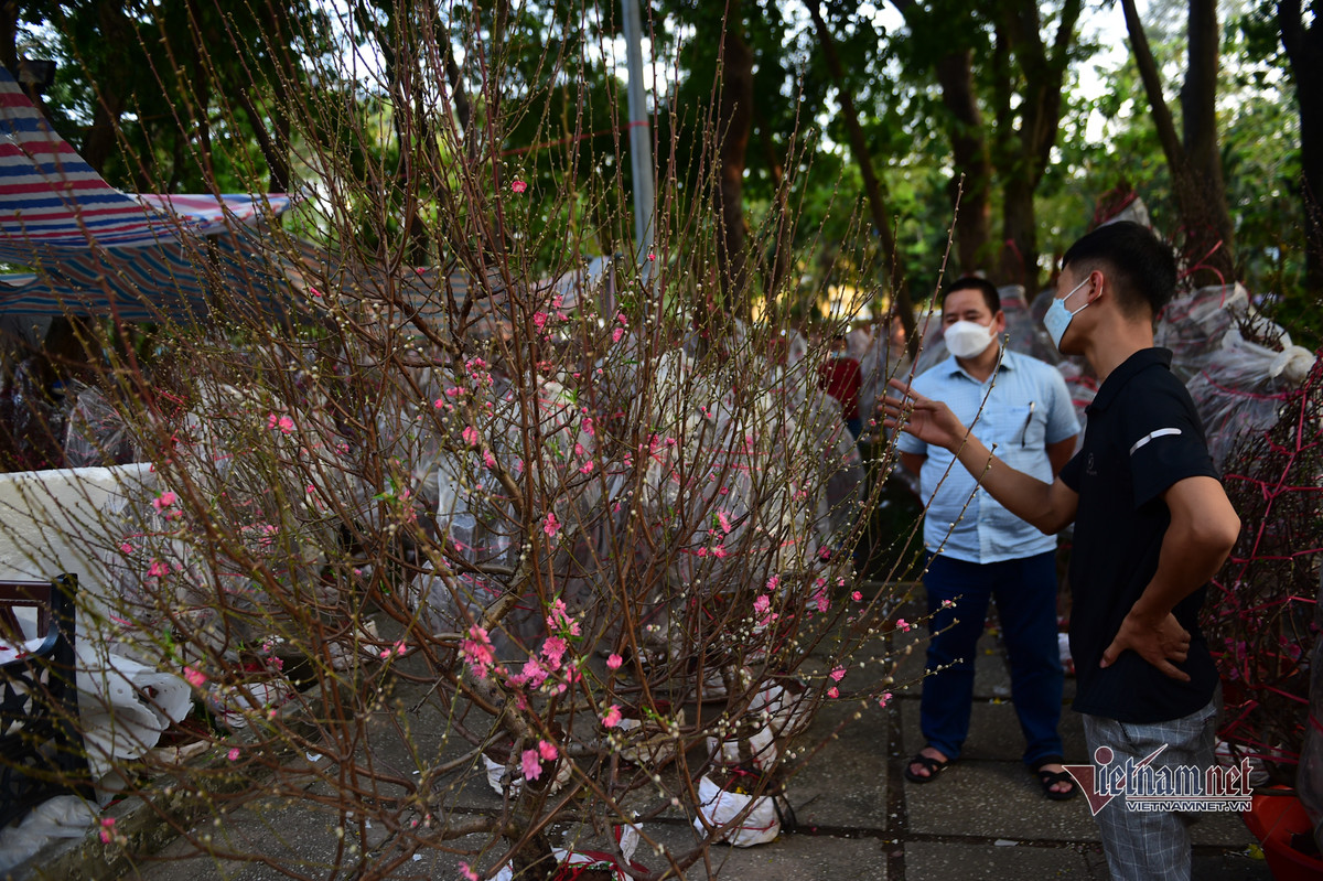 Những cây đào cổ thụ tuỳ theo năm tuổi, hình dáng có giá từ vài triệu đến vài chục triệu.