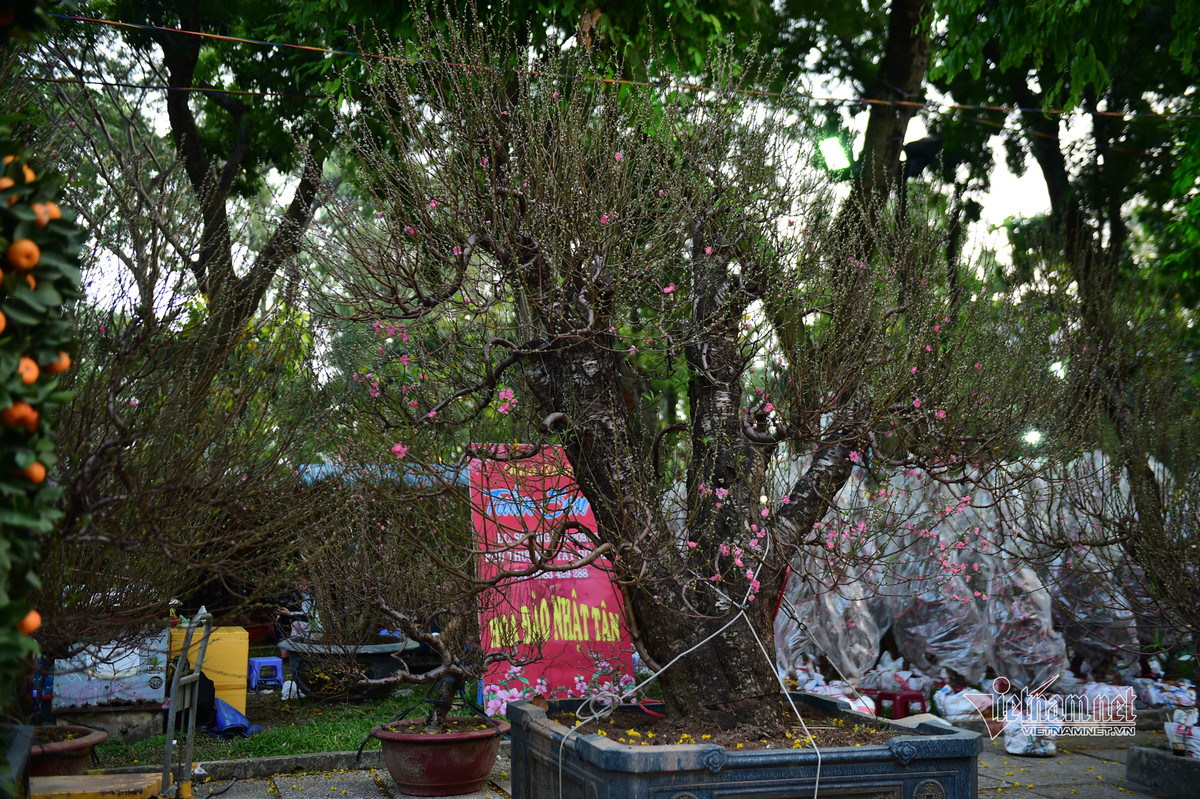 Chủ bán hoa nơi đây cho biết giá bán cũng như năm ngoái để người dân dễ mua.