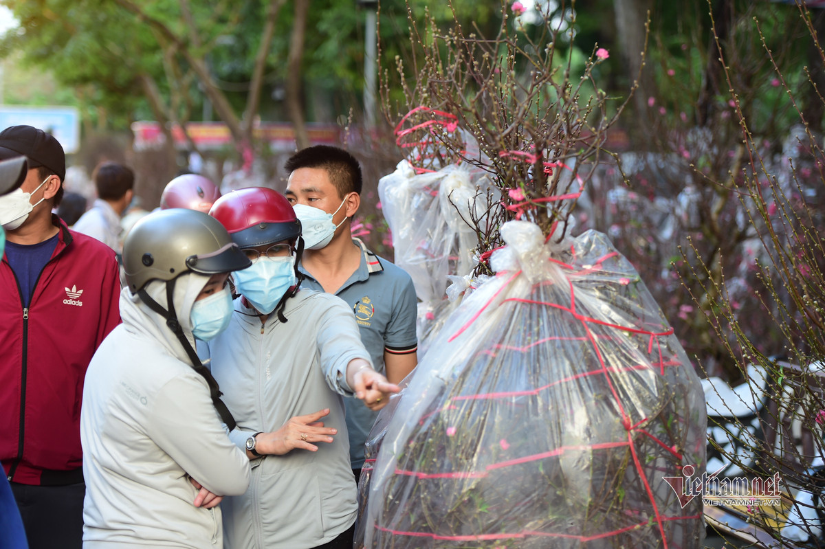 Nhiều người chọn mua hoa đào sớm để chọn những cành, gốc tươi về chưng Tết.