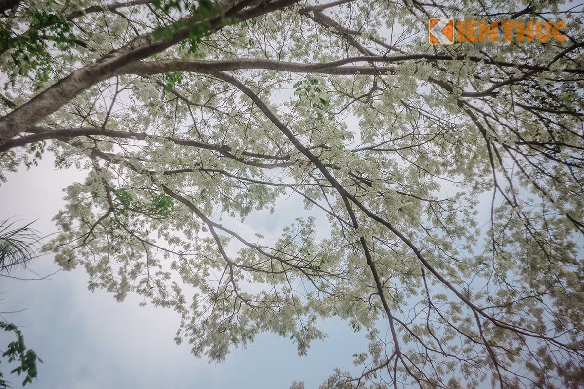 Gioi tre Ha thanh me dam hoa ban, hoa sua dua no-Hinh-12