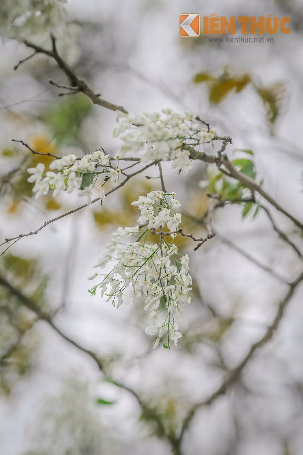 Gioi tre Ha thanh me dam hoa ban, hoa sua dua no-Hinh-13