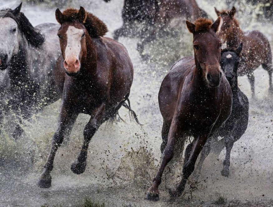 Hầu hết các đàn gia súc ở Mông Cổ được chăn thả tự do