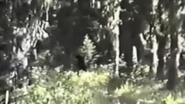 Năm 1994, cựu nhân viên kiểm lâm của Mỹ Paul Freeman tuyên bố ông đã nhìn thấy “một gia đình Bigfoot” ở dãy núi Blue Mountain (Washington). Tuy nhiên đoạn video khá mờ nhạt và rung lắc.