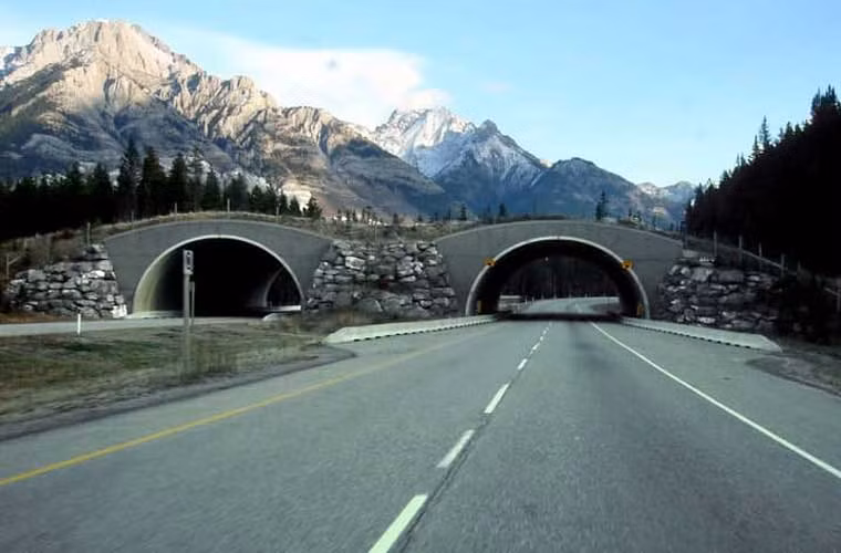 Tính tới năm 2014, chính phủ Canada đã xây tổng cộng 38 cầu vượt, 6 đường hầm để bảo vệ những động vật hoang dã khỏi bị đâm xe.