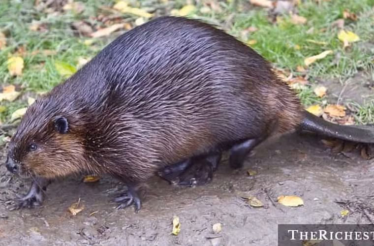 Con vật biểu tượng của đất nước Canada đều xuất hiện trên đồng tiền nội tệ nước này. Cụ thể, hải ly hiện diện trên đồng xu nickel, con nai sừng tấm trên đồng 25 cent, chú chim loonie trên đồng một đô la Canada và một chú gấu Bắc Cực trên đồng xu 2 đô la Canada.