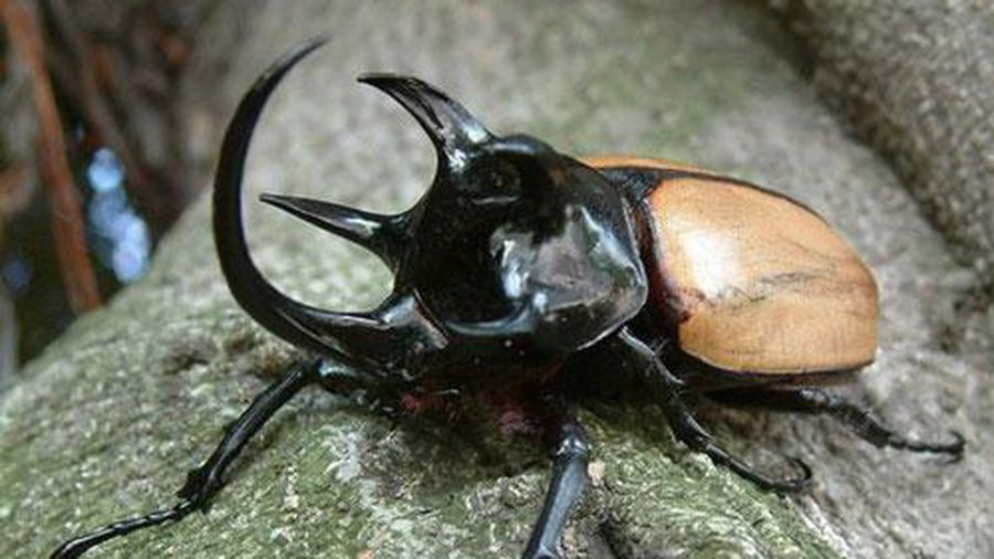 Bọ hung 5 sừng Eupatorus gracilicornis khiến nhiều người “choáng” vì kích thước lớn và hình thù kì dị có một không hai. Ấn tượng nhất là 5 chiếc sừng nhọn hoắt, một chiếc dài và cong vút nằm trên đỉnh đầu, 4 chiếc còn lại ngắn hơn, nằm ở tấm lưng ngực trước. Những chiếc sừng này là vũ khí giao chiến “vật ngã” đối thủ chứ không có tác dụng sát thương.