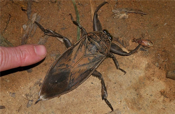 Bọ cánh cứng xén tóc Titanus giganteus: Đây là một trong những loài côn trùng bí ẩn nhất thế giới, chúng sống sâu trong các khu rừng mưa nhiệt đới ở Nam Mỹ và chỉ đi ra ngoài để tìm kiếm bạn tình. Ấu trùng của bọ cánh cứng không bao giờ được tìm thấy. Chúng sở hữu cặp càng ngắn, cong và sắc.