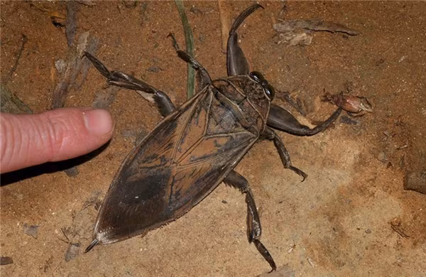 Bọ cánh cứng xén tóc Titanus giganteus: Đây là một trong những loài côn trùng bí ẩn nhất thế giới, chúng sống sâu trong các khu rừng mưa nhiệt đới ở Nam Mỹ và chỉ đi ra ngoài để tìm kiếm bạn tình. Ấu trùng của bọ cánh cứng không bao giờ được tìm thấy. Chúng sở hữu cặp càng ngắn, cong và sắc.