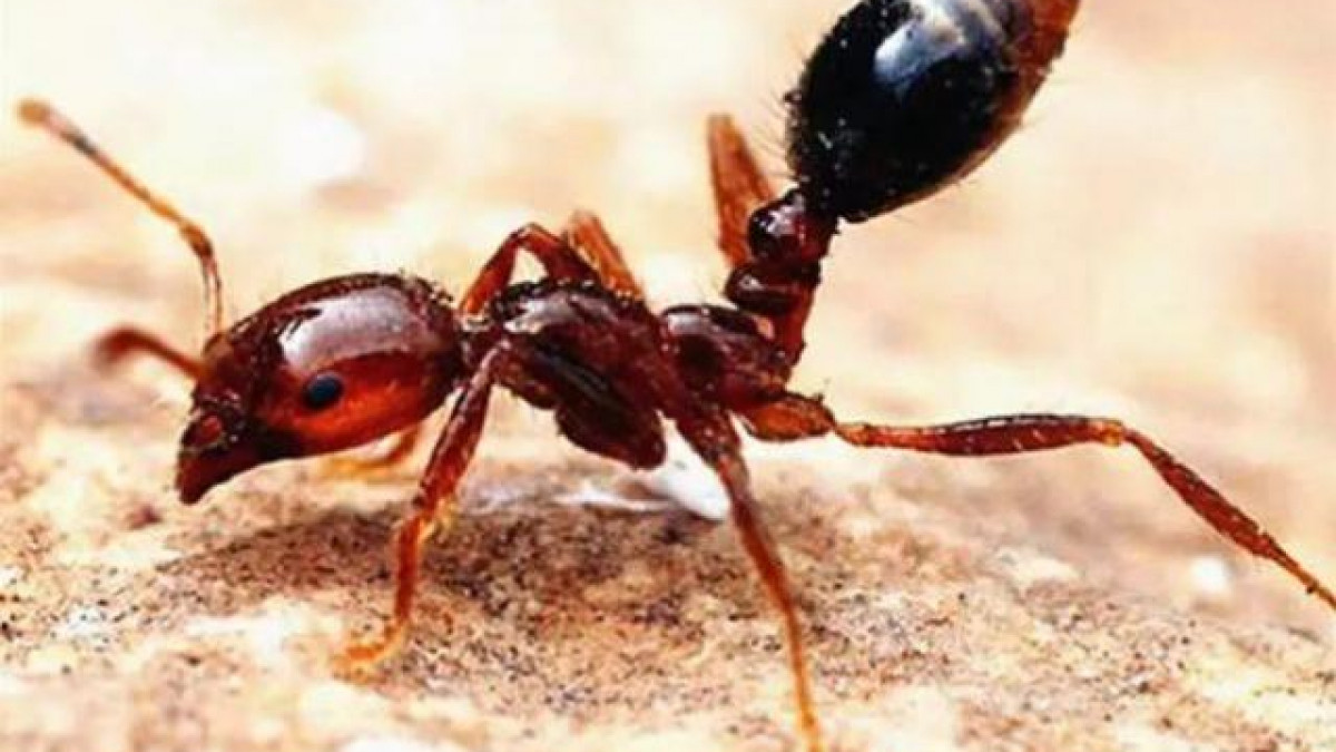 Kiến hung hăng Driver Ants: Toàn bộ bầy lên đến 20 triệu con. Sức cắn mạnh mẽ và hàm của chúng vẫn khóa chặt ngay cả khi bạn xé một con kiến ra và giết nó.