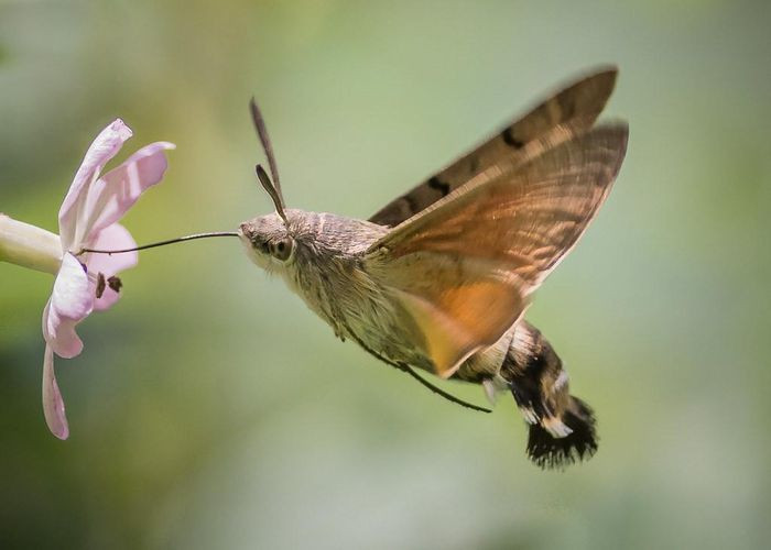 Bướm ruồi đuôi xù Macroglossum stellatarum. Chúng được biết đến vì sự hợp nhất độc đáo giữa bốn loài động vật chim, ong, bướm và sâu. Chúng có các xúc tu và một chiếc vòi rất dài của loài bướm.