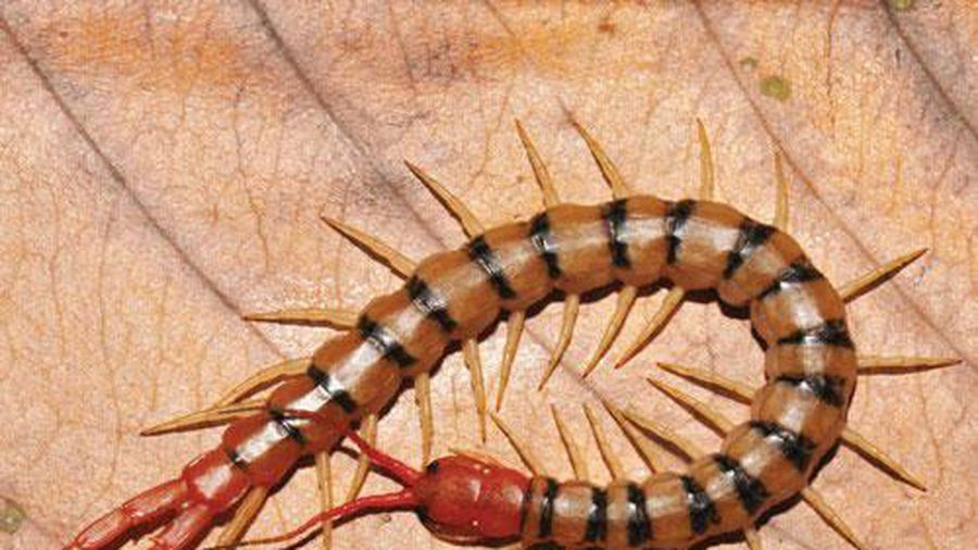 Rết thuộc lớp Chân môi (Chilopoda) trong phân ngành nhiều chân (Myriapoda) là một trong số côn trùng có chất độc. Khi cắn, rết tiết chất độc qua hai răng phía trước, nọc độc rết làm vết cắn bị sưng tấy và đau nhức, trường hợp nặng sẽ kèm theo triệu chứng nôn mửa và sốt, nôn, ù tai, co giật…