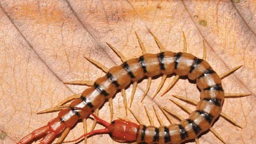 Rết thuộc lớp Chân môi (Chilopoda) trong phân ngành nhiều chân (Myriapoda) là một trong số côn trùng có chất độc. Khi cắn, rết tiết chất độc qua hai răng phía trước, nọc độc rết làm vết cắn bị sưng tấy và đau nhức, trường hợp nặng sẽ kèm theo triệu chứng nôn mửa và sốt, nôn, ù tai, co giật…