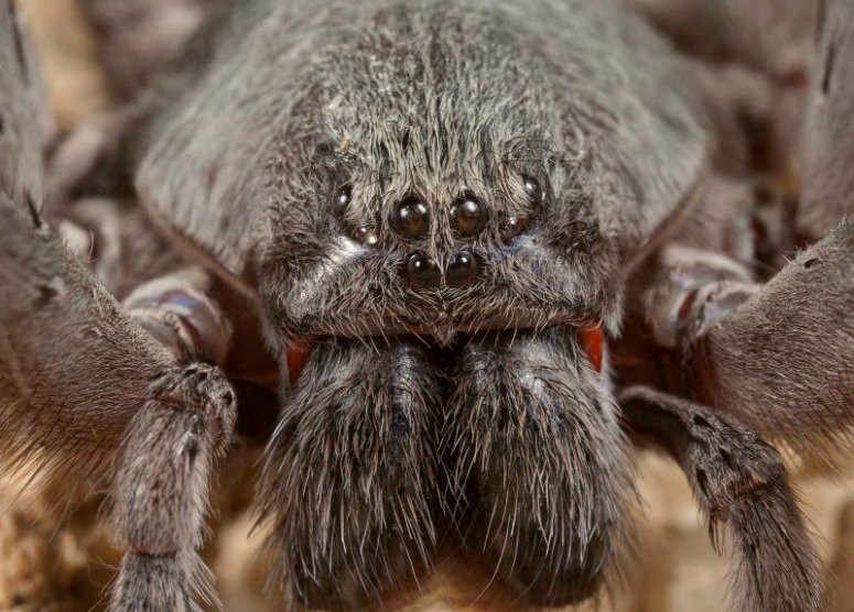 Nhện độc tên khoa học là Araneae. Đa số nọc của các loài nhện độc trên thế giới là rất nguy hiểm. Nạn nhân bị nhện độc cắn thường bị sưng viêm, đau nhức. Những trường hợp nghiêm trọng hơn có thể có dị ứng, triệu chứng phát ban, buồn nôn, chóng mặt, đau bụng,…