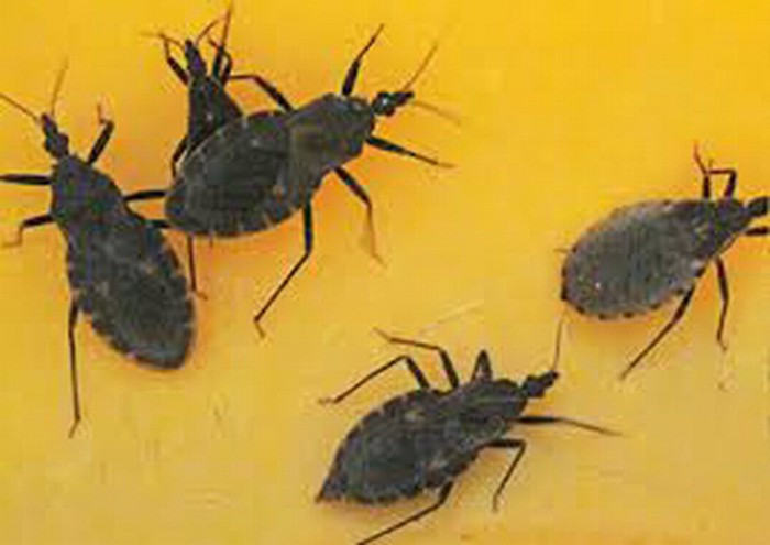 Bọ xít hút máu tên khoa học là Triatoma rubrofasciata. Bọ xít hút máu xuất hiện ở giường ngủ, khe kẽ, những nơi tối, ẩm thấp. Thức ăn của chúng là máu người hoặc động vật. Vết đốt của chúng có thể truyền ký sinh trùng nội bào Trypanosoma cruzi vào cơ thể người, gây nên bệnh ngủ chaga khiến nạn nhân mệt mỏi, buồn ngủ, mất khả năng miễn dịch…