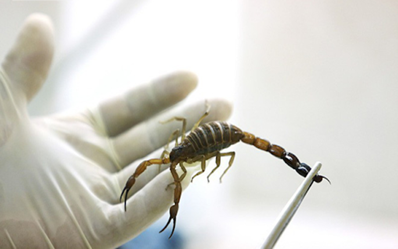 Bọ cạp tên khoa học là Scorpiones, loài côn trùng chứa chất độc phá hủy thần kinh. Bọ cạp dùng nọc độc của nó để giết hoặc làm tê liệt con mồi. Thật may, lượng độc tố không nhiều để gây ảnh hưởng tới tính mạng. Tuy nhiên, nó gây ra các phản ứng nguy hiểm như đau, sưng nề, tê cứng, hoại tử tế bào.