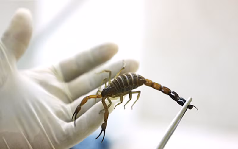 Bọ cạp tên khoa học là Scorpiones, loài côn trùng chứa chất độc phá hủy thần kinh. Bọ cạp dùng nọc độc của nó để giết hoặc làm tê liệt con mồi. Thật may, lượng độc tố không nhiều để gây ảnh hưởng tới tính mạng. Tuy nhiên, nó gây ra các phản ứng nguy hiểm như đau, sưng nề, tê cứng, hoại tử tế bào.