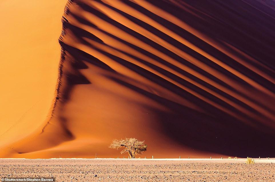 Cồn cát Dune 45 trong khu vực Sossusvlei của sa mạc Namib ở Namibia.