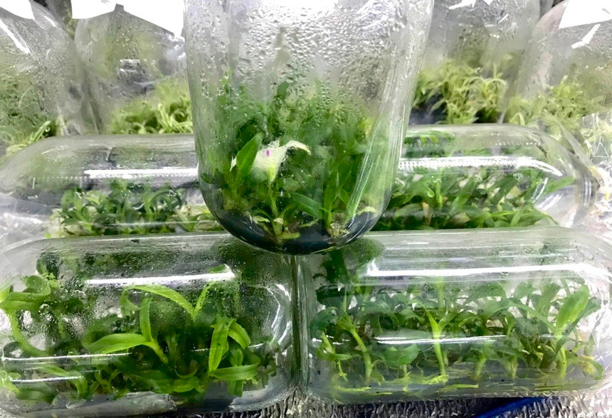 Lan dot bien cay mo gia re nhu rau-Hinh-2