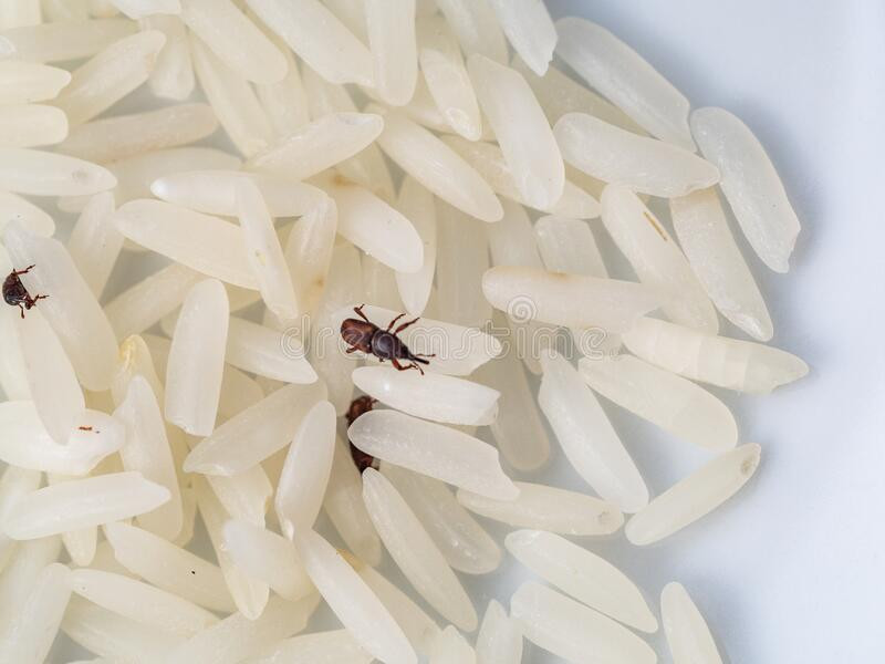 Ở nước ta, mọt gạo có mặt ở khắp nơi, tuổi thọ của mọt gạo khá cao (8 tháng). Ngoải ra, mọt gạo có tốc độ sinh sản nhanh. Con cái đẻ 2-6 trứng mỗi ngày và số lượng trứng đẻ lên đến hơn 500 quả trong suốt cuộc đời. Mọt gạo đẻ trứng vào lỗ hạt gạo. Con sâu (ấu trùng mọt) nằm ở bên trong hạt gạo nên khi mua gạo chúng ta có thể không nhìn thấy.