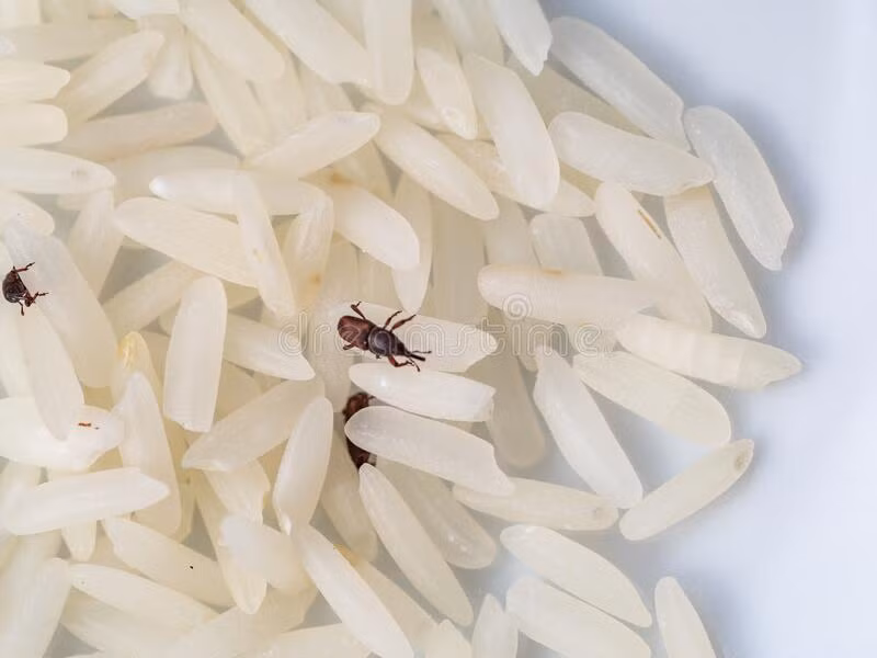 Ở nước ta, mọt gạo có mặt ở khắp nơi, tuổi thọ của mọt gạo khá cao (8 tháng). Ngoải ra, mọt gạo có tốc độ sinh sản nhanh. Con cái đẻ 2-6 trứng mỗi ngày và số lượng trứng đẻ lên đến hơn 500 quả trong suốt cuộc đời. Mọt gạo đẻ trứng vào lỗ hạt gạo. Con sâu (ấu trùng mọt) nằm ở bên trong hạt gạo nên khi mua gạo chúng ta có thể không nhìn thấy.