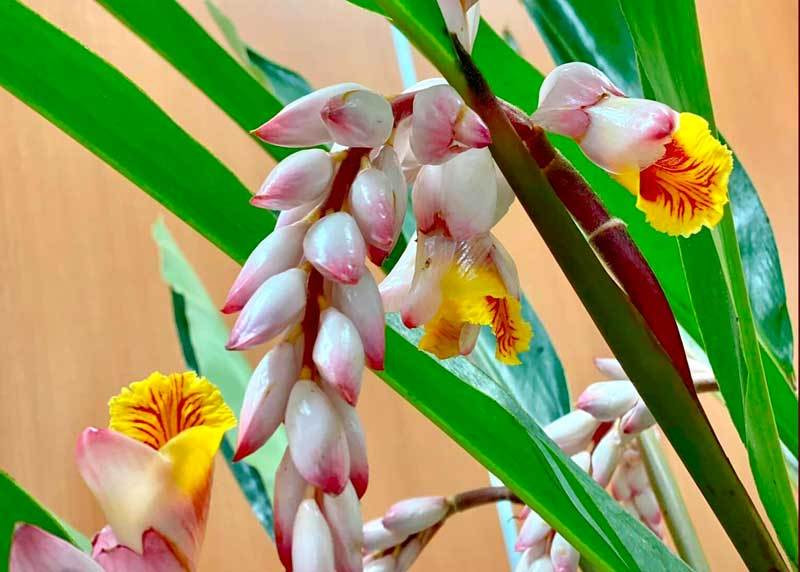 Hoa dai bo bui gia sieu dat do, moi buon ban 2.000 canh/ngay-Hinh-4