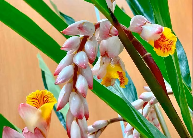 Hoa dai bo bui gia sieu dat do, moi buon ban 2.000 canh/ngay-Hinh-4