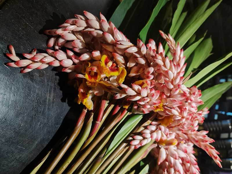 Hoa dai bo bui gia sieu dat do, moi buon ban 2.000 canh/ngay