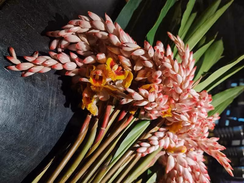 Hoa dai bo bui gia sieu dat do, moi buon ban 2.000 canh/ngay