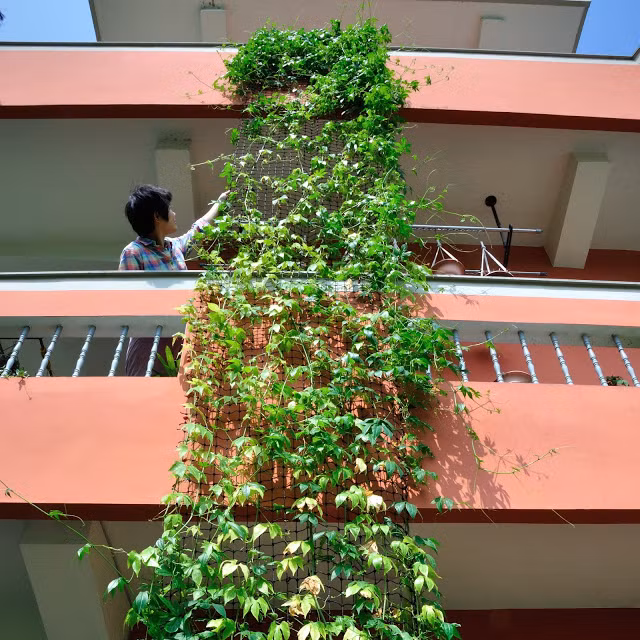 Ngoài ra, một số nhà vườn khuyên không nên để trẻ ăn dưa Diplocyclos palmatus, vì chúng không tốt. Dưa tí hon nên trồng làm cảnh, như bức tường xanh trang trí và che nắng cho ngôi nhà.