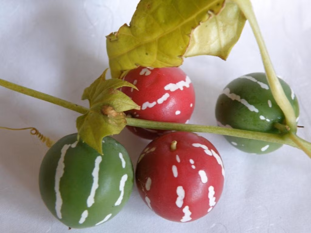 Dưa leo tí hon được trồng bằng hạt. Khảo sát trên các trang bán hàng online, giá hạt giống dưa leo tí hon màu đỏ sọc trắng dao động từ 4-5 USD/gói (85.000 - 100.000 đồng).