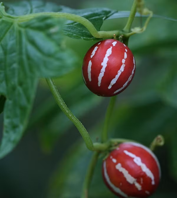 Do tốc độ sinh trưởng nhanh, loại cây thân leo này rất dễ "xâm lấn", "bành trướng", leo sang các cây khác. Nhiều nhà vườn khuyên người trồng chú ý, không để dưa tí hon làm ảnh hưởng đến các loại cây trong vườn.